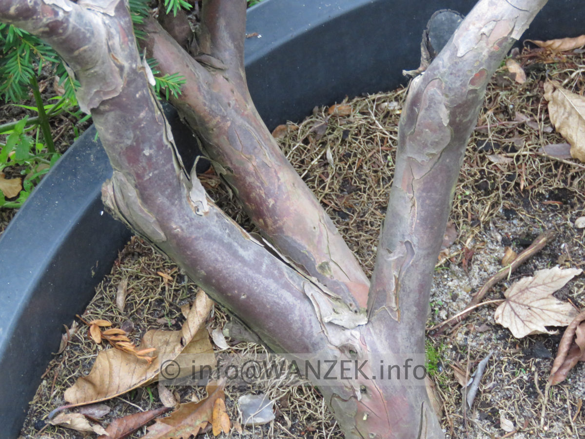 Taxus baccata 14 Bonsai 03.JPG